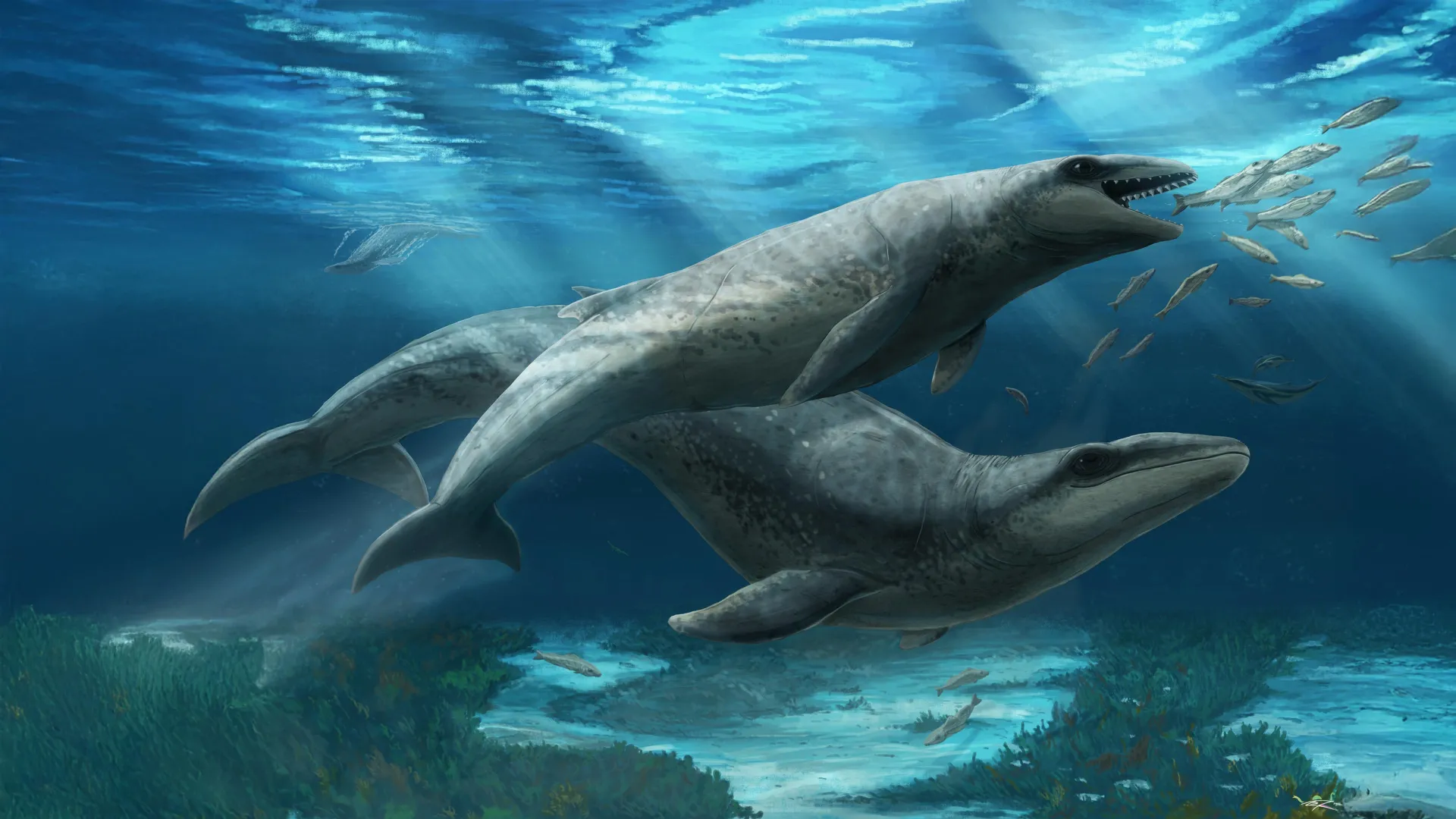 Tiny ancient whale with a killer bite found in Australia