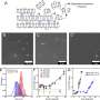 Study of how micro- and nanoplastics form may help to reduce future harm to health and environment