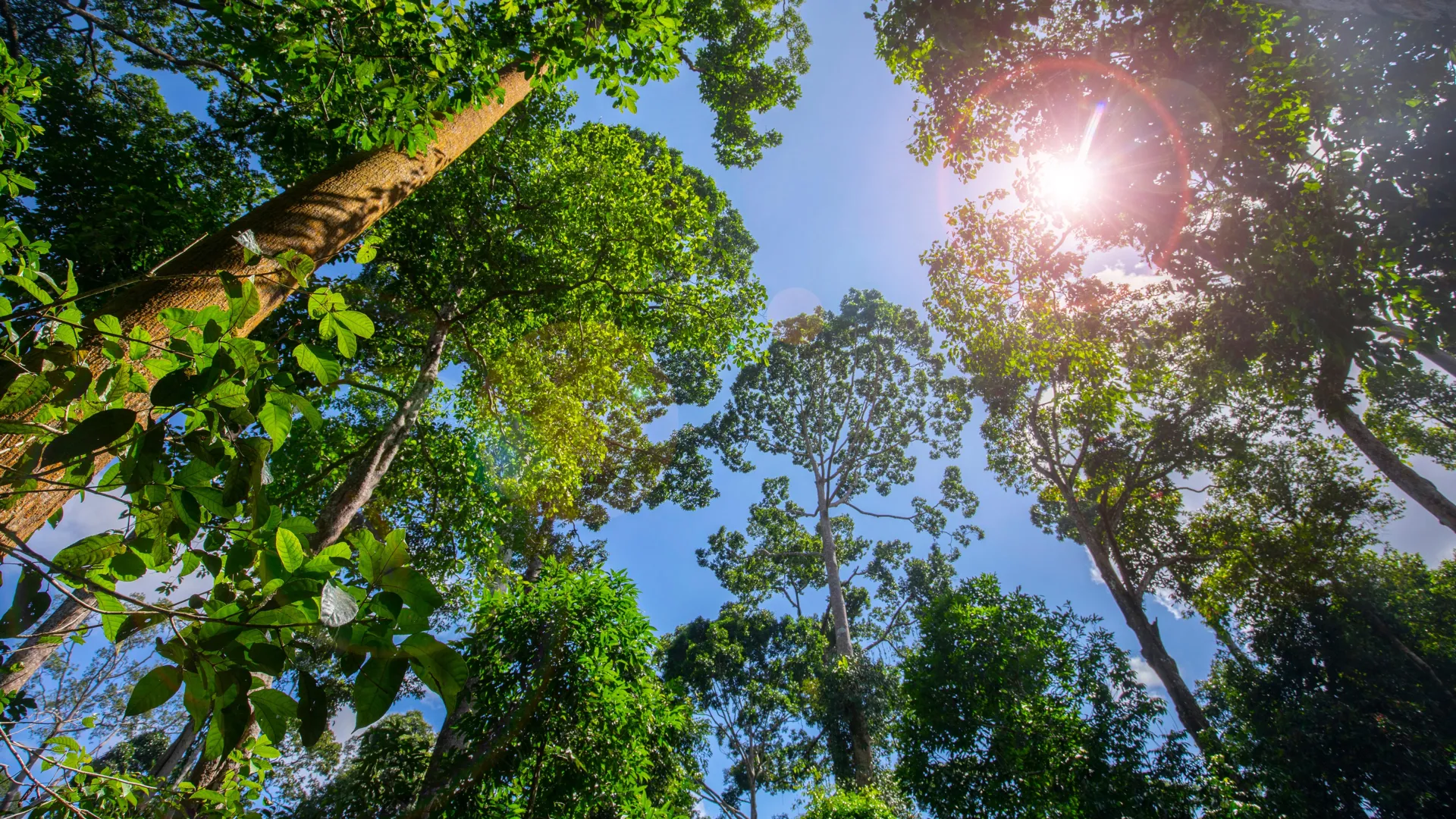 This is where tree planting has the biggest climate impact