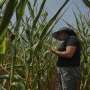 To get that perfect ear of corn, weather has to cooperate. But climate change is making it dicier