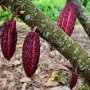 Nestle unveils method to boost cocoa yields as climate change hits