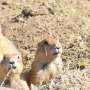 What can prairie dogs teach us about wildfire management?