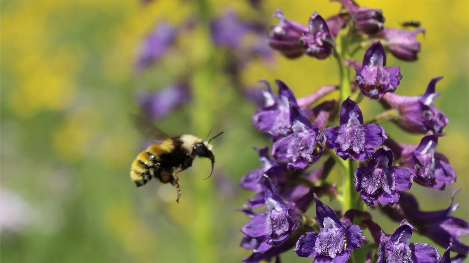 Bumble bees balance their diets with surprising precision