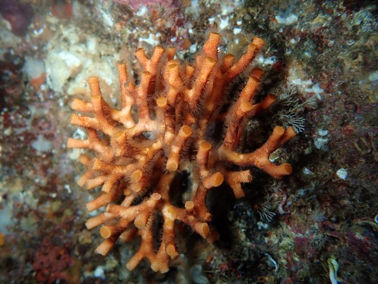 Scientists Warn: The Ocean’s Hidden Architects Are Breaking Down