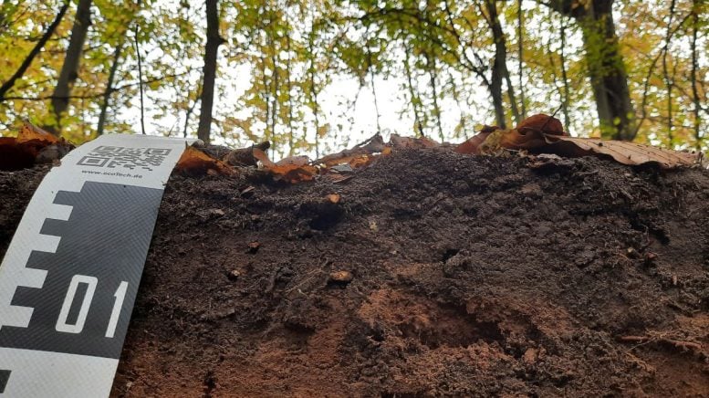 Forests Are Raining Plastic: New Study Reveals Shocking Pollution