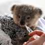 Australia halts logging for koala haven on eastern coast