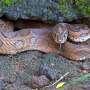 Climate change may contribute to new snakebite hotspots in India
