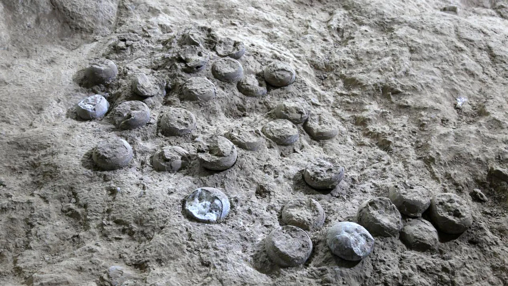 These dinosaur eggs survived 85 million years. What they reveal is wild