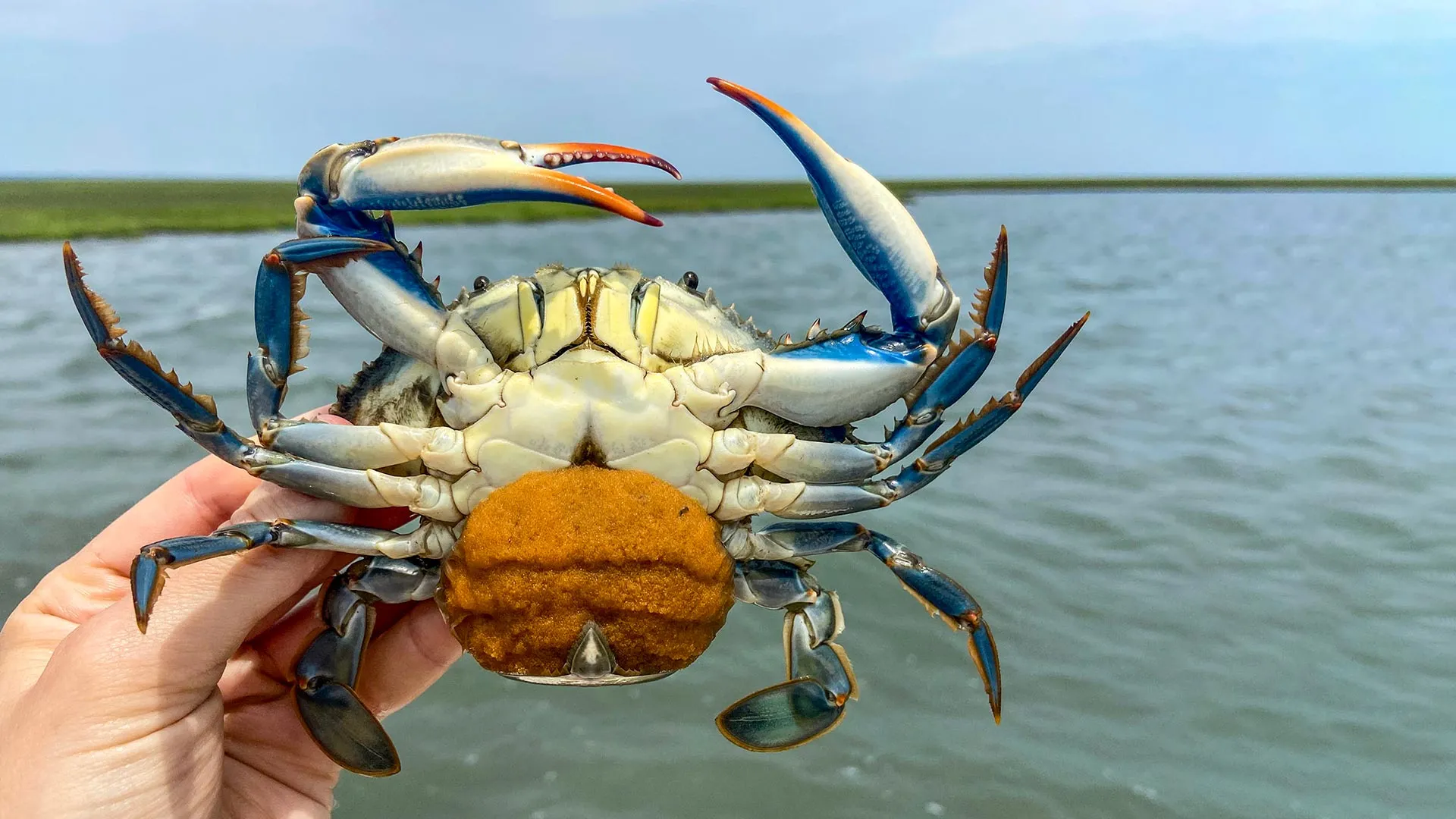 Egg-eating worms could be the secret to saving Chesapeake Bay’s blue crabs