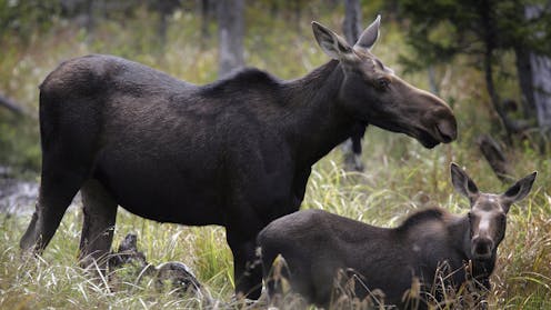 Parasitic worms bury themselves in the brains of moose and elk – a new test can help diagnose these animals to prevent disease spread