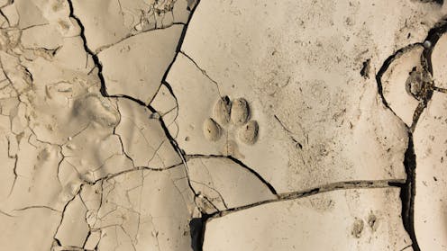 How to identify animal tracks, burrows and other signs of wildlife in your neighborhood