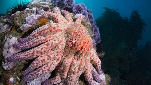 How sea star wasting disease transformed the West Coast’s ecology and economy