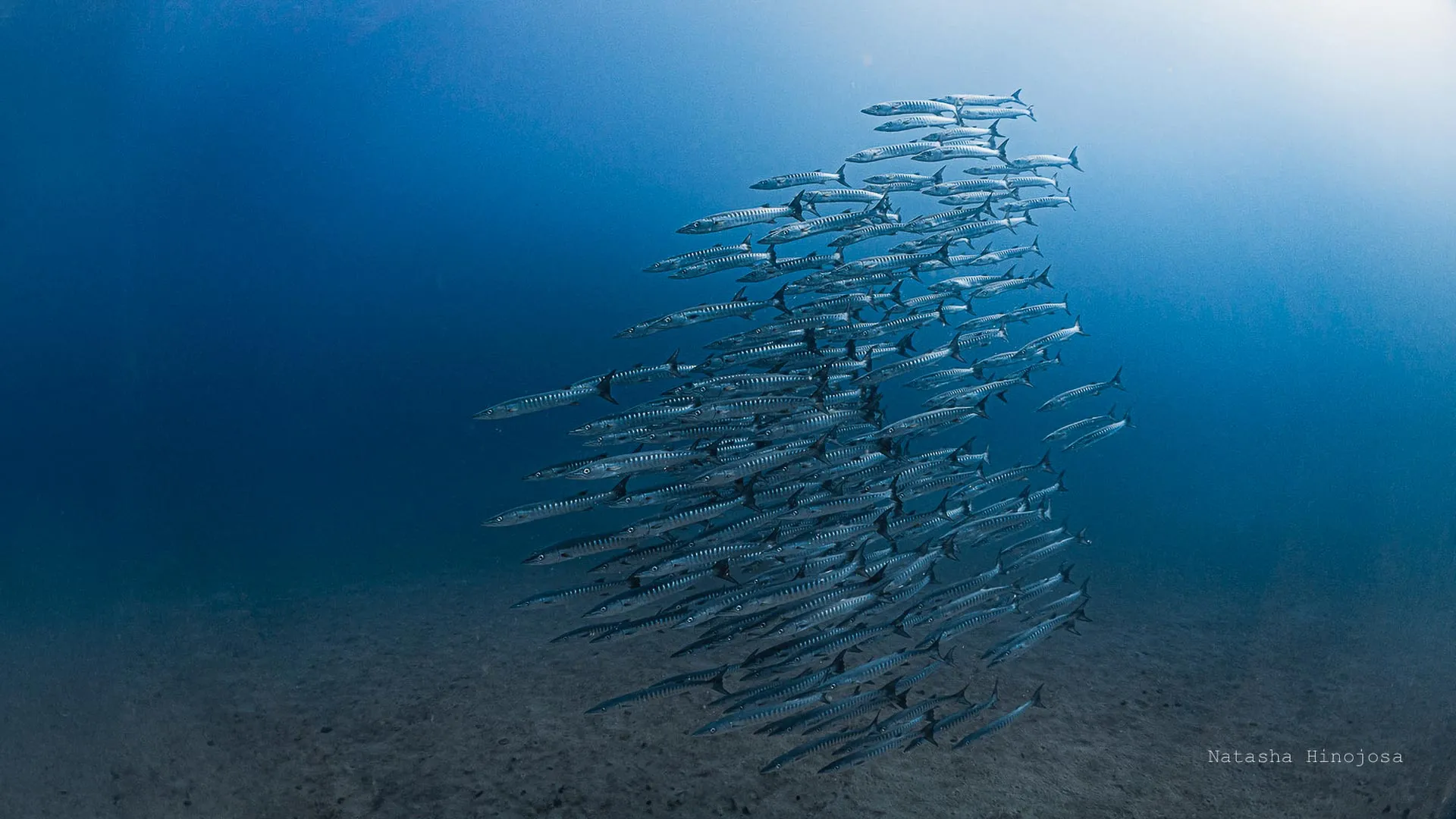 Panama’s ocean lifeline vanishes for the first time in 40 years