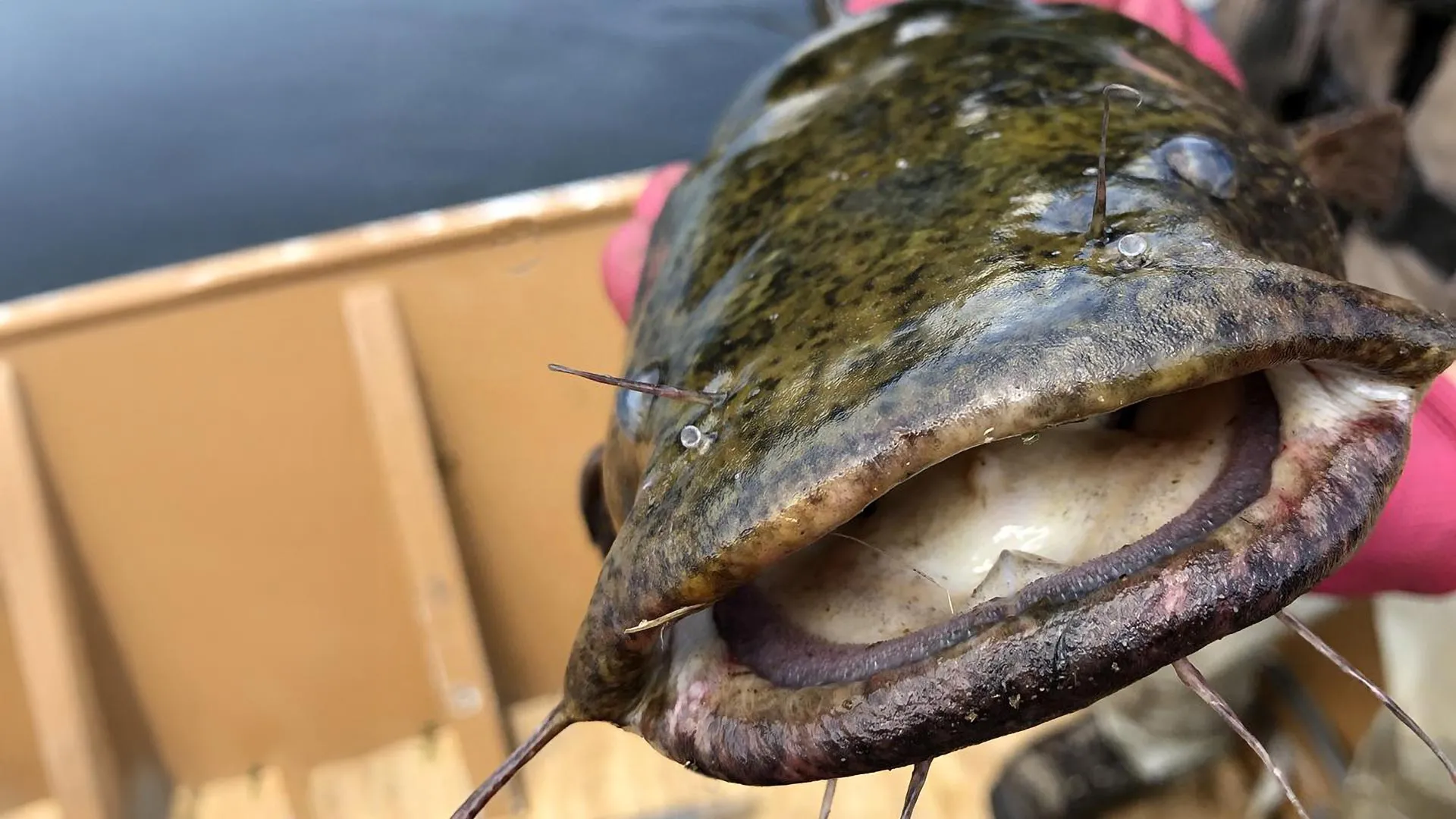 Hungry flathead catfish are changing everything in the Susquehanna