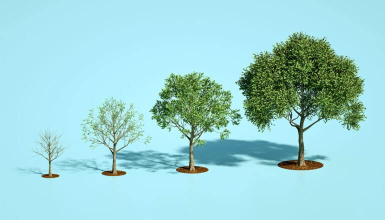 Forest expansion may actually increase farming output