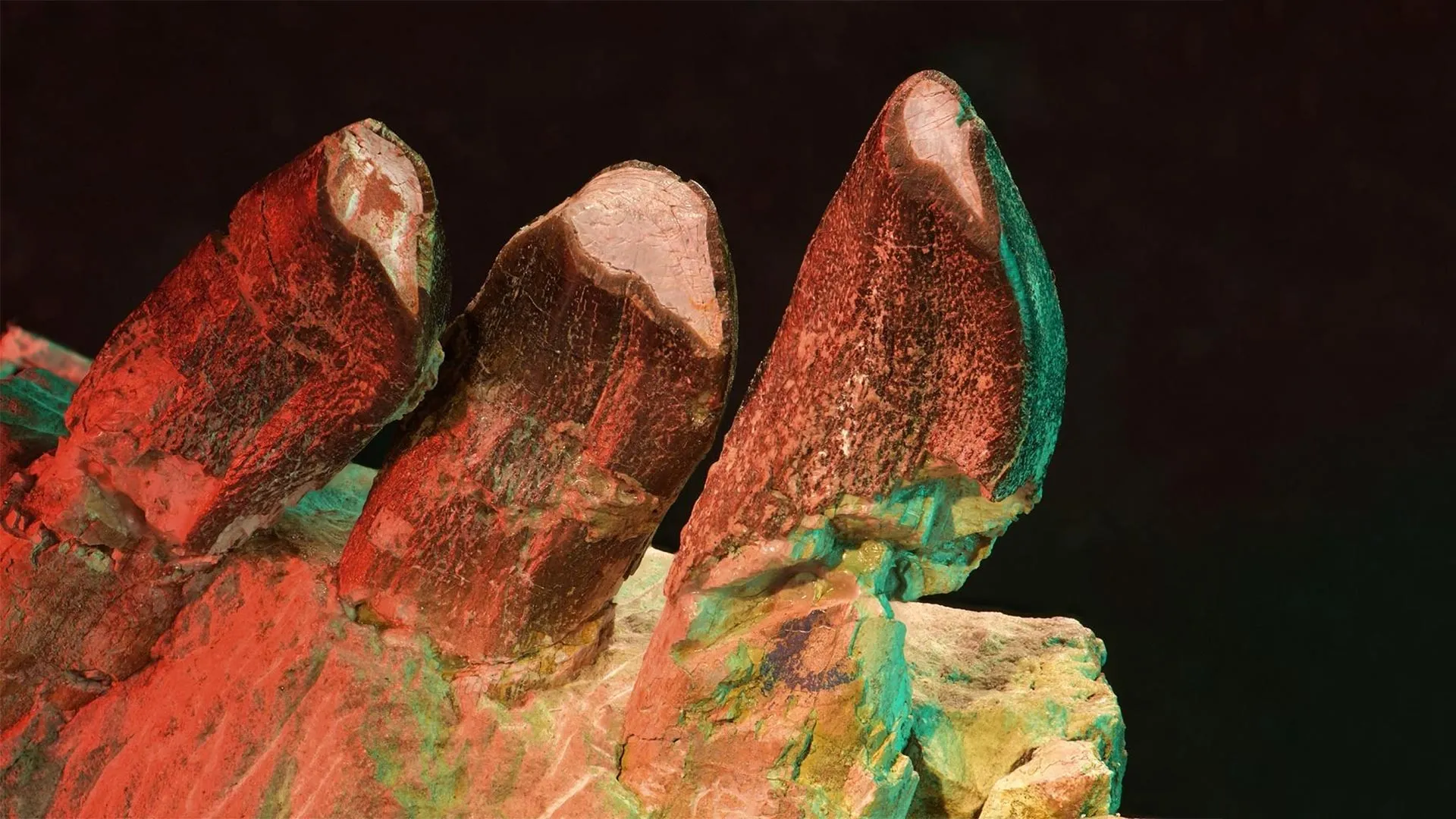 Dinosaur teeth reveal secrets of Jurassic life 150 million years ago