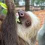 Golden lion tamarins and sloths become unlikely roommates at Palm Beach Zoo