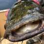 Invasive flathead catfish now top predators in Susquehanna River in Pennsylvania