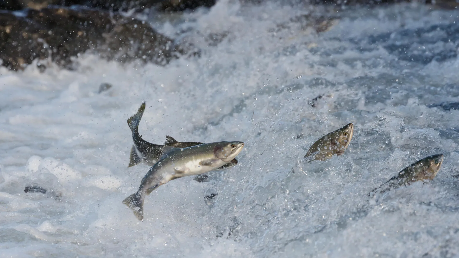 Salmon’s secret superfood is smaller than a grain of salt