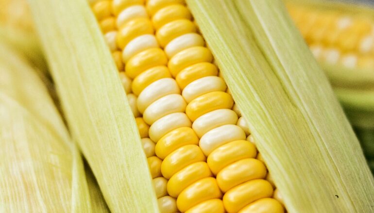 How corn could help remove carbon dioxide from the air