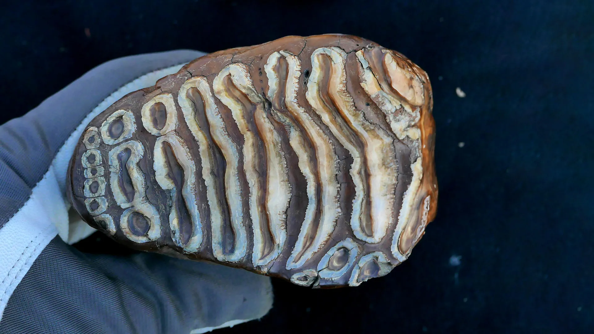 Woolly mammoth teeth reveal the world’s oldest microbial DNA