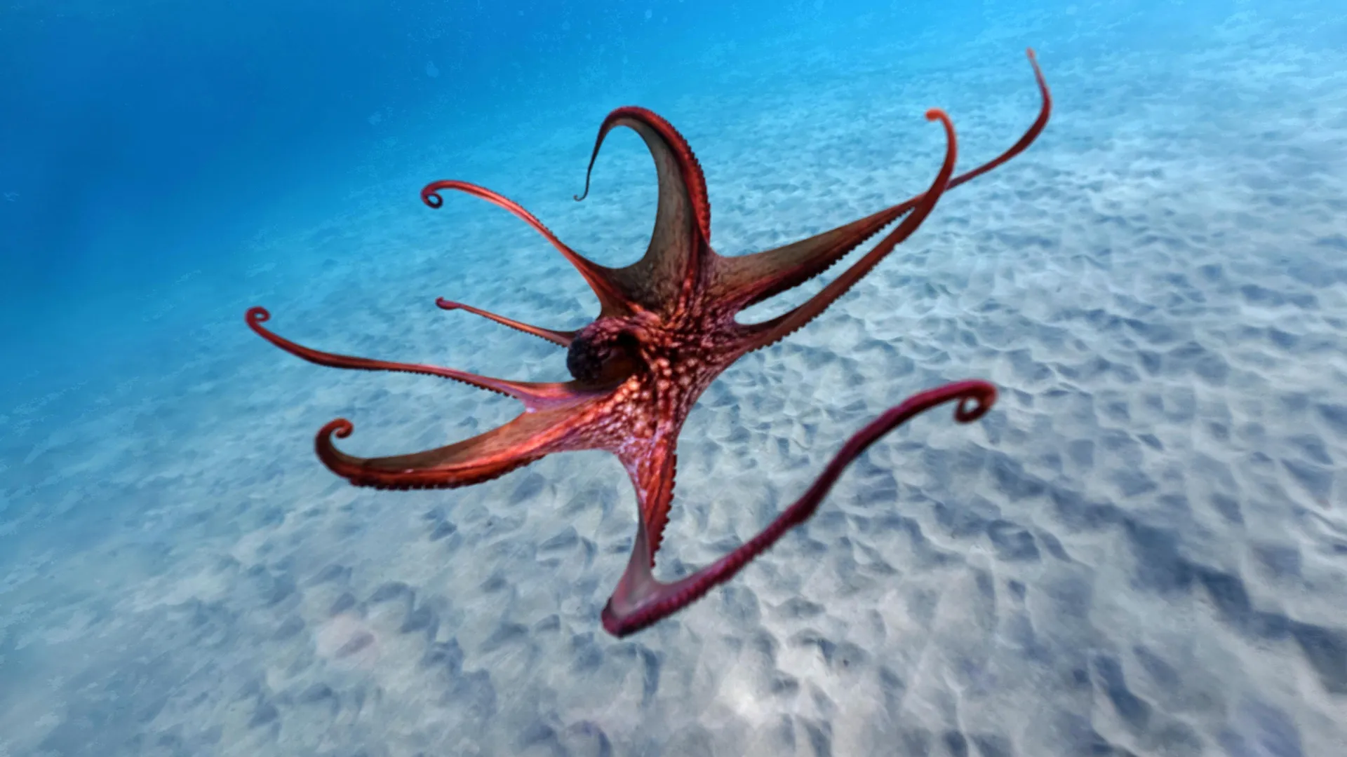 Scientists just discovered how octopuses really use their arms