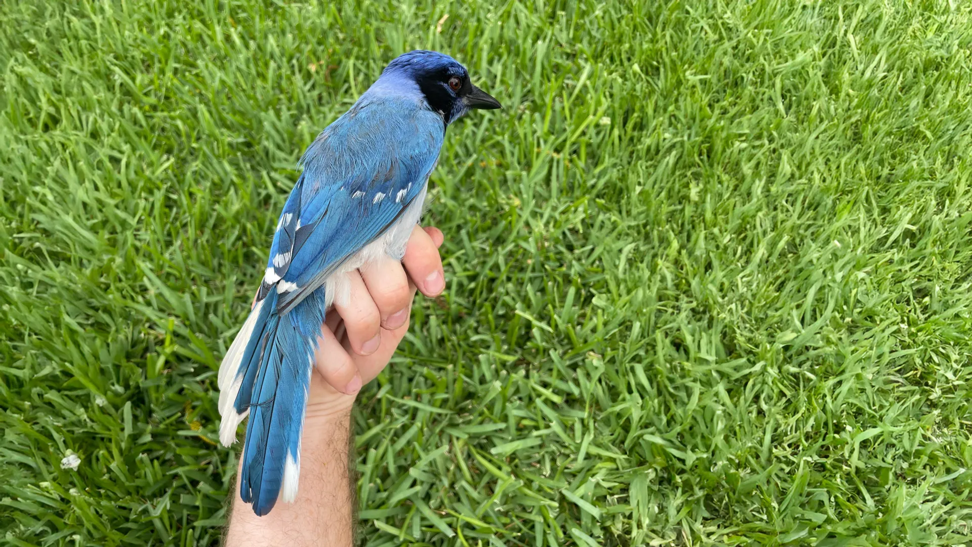 Strange new hybrid bird spotted in Texas backyard