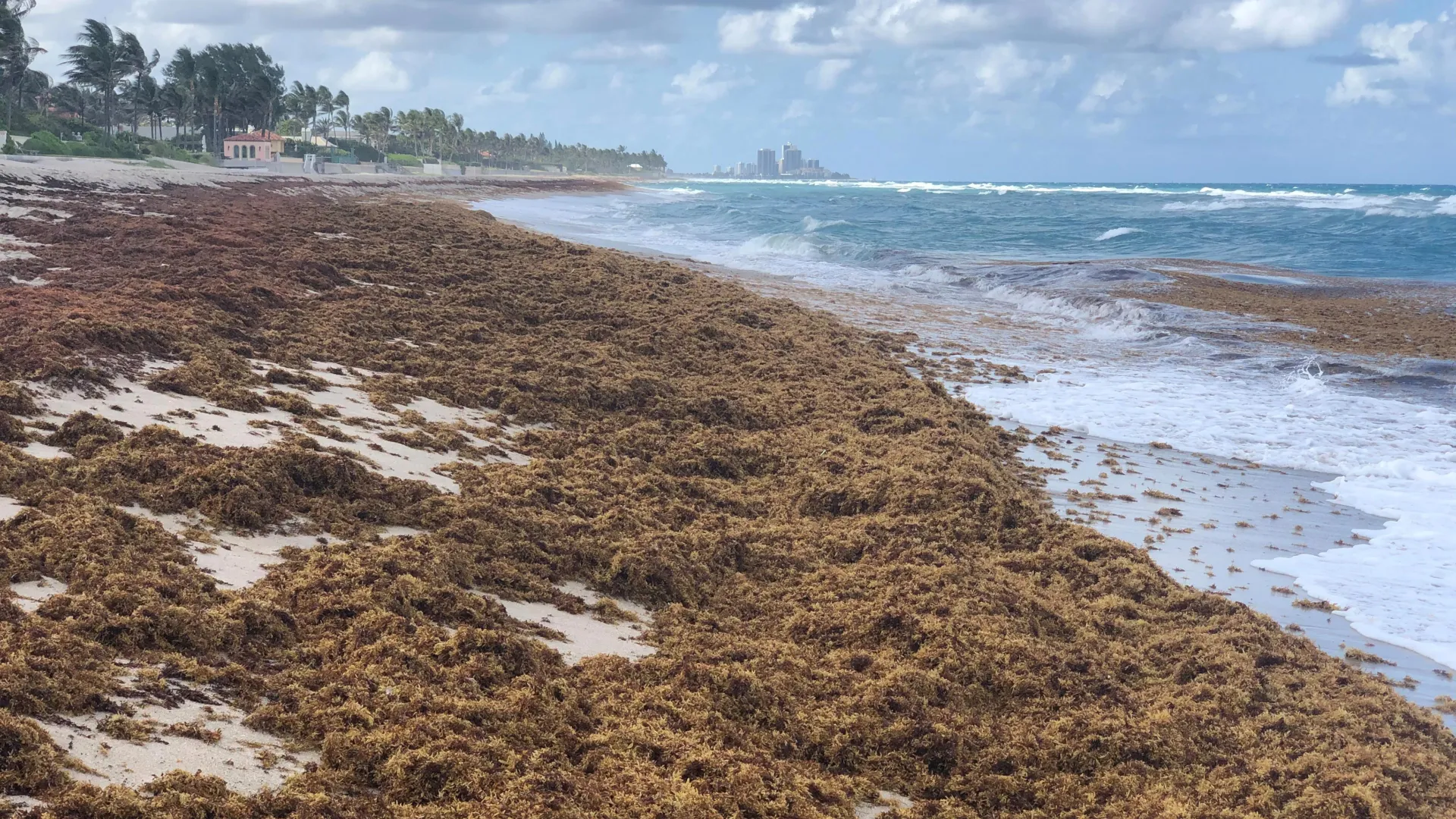 A monster seaweed bloom is taking over the Atlantic