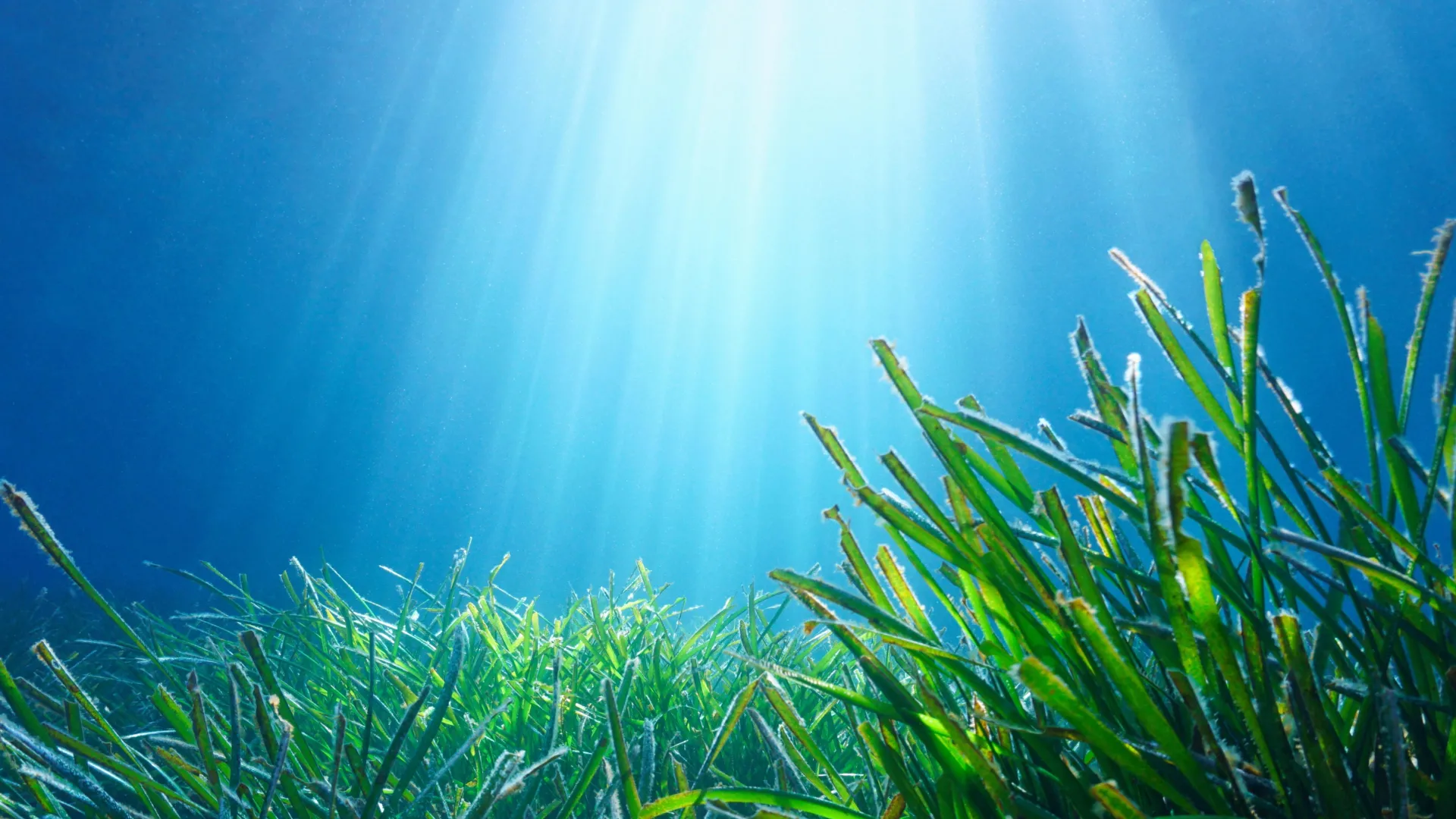 Seagrass found to be a powerful carbon sponge with a surprising weakness