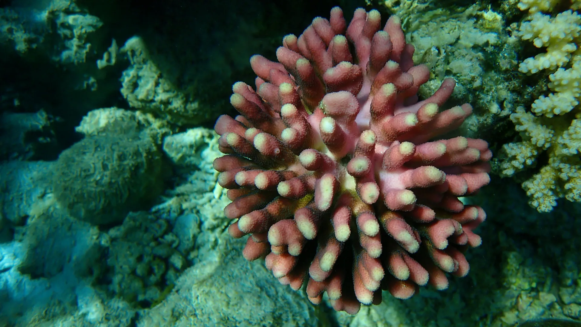 Even the toughest corals are shrinking in warming seas