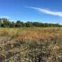 Tidal marshes trap microplastics, raising risks for ecosystems and people