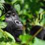 Tourism is helping Uganda’s endangered mountain gorillas make a comeback