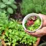 Seeds of change: Can Europe’s organic farming shape the future of food?