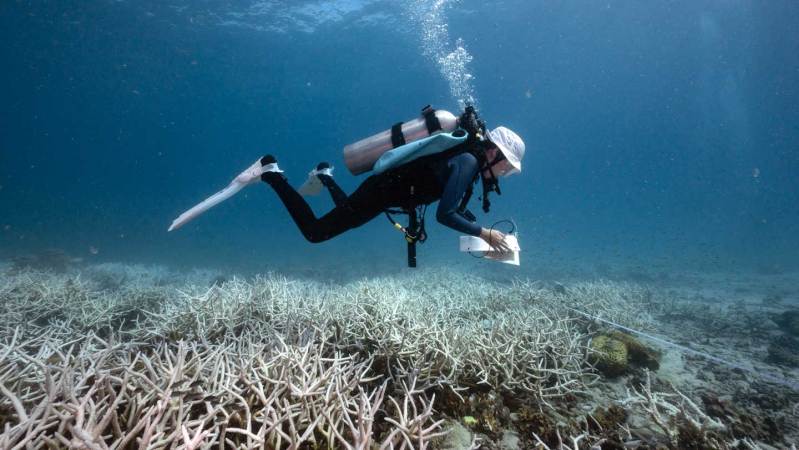 Coral collapse signals Earth’s first climate tipping point