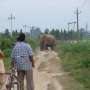 Multi-layered mapping project could save elephant and human lives