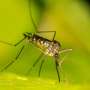 Dengue vaccine shows effectiveness under real-world conditions during Brazil’s 2024 outbreak