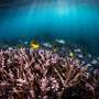 AI models outperform traditional climate predictions, offering new insights for coral reef futures