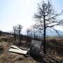 Questions loom over Albania’s forests after devastating fires