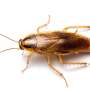Study links cockroach infestations to higher household allergens and endotoxins