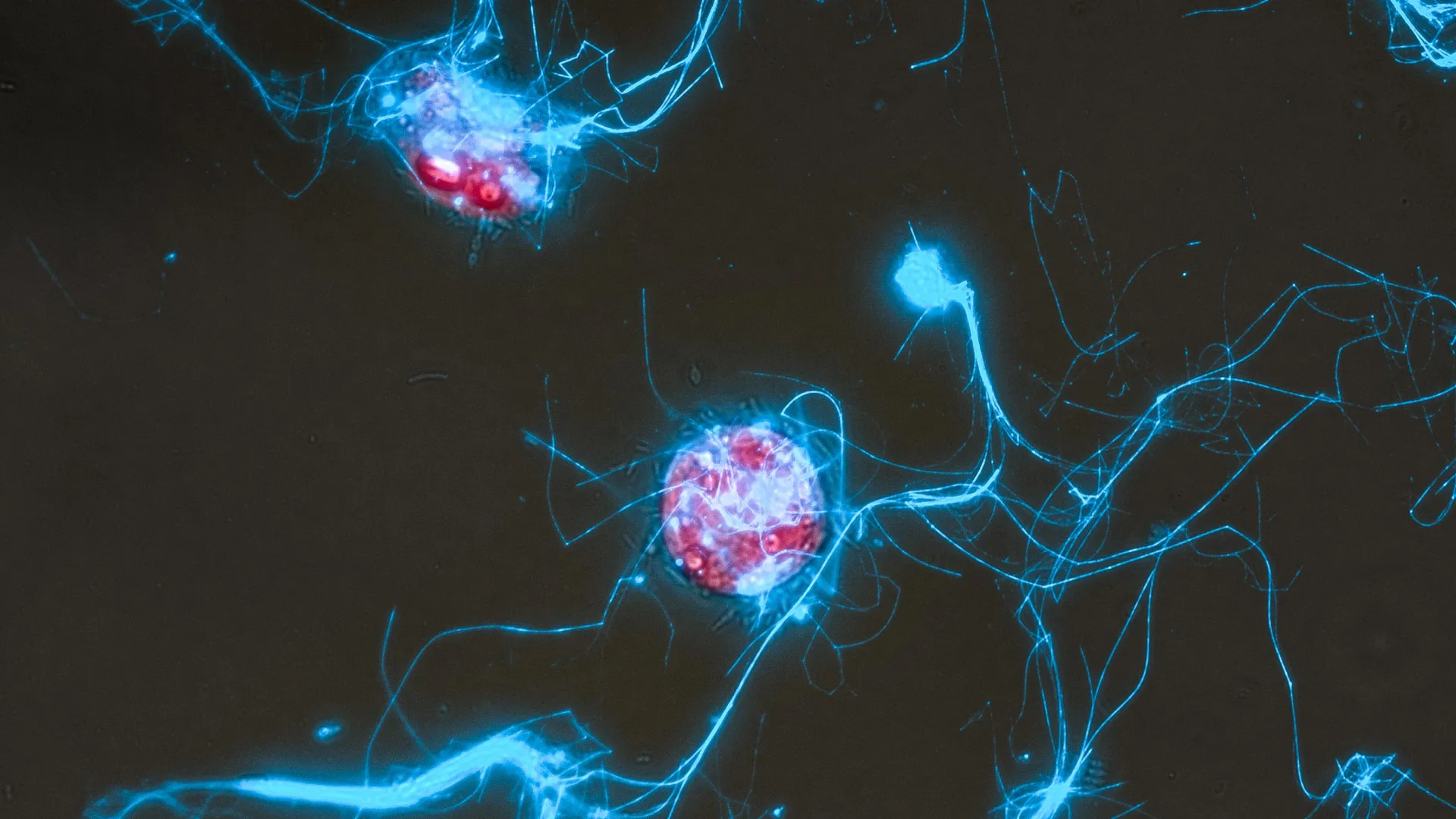 Glowing sugars show how microbes eat the ocean’s carbon