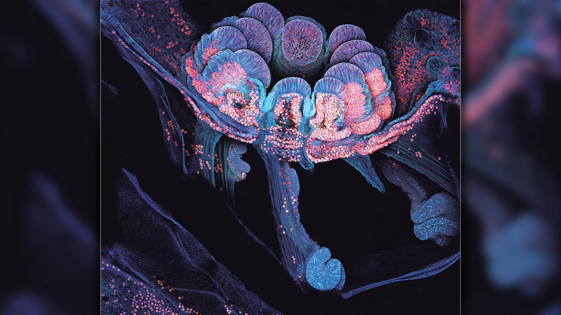 Scientists just found out how corals rebuild themselves on the reef