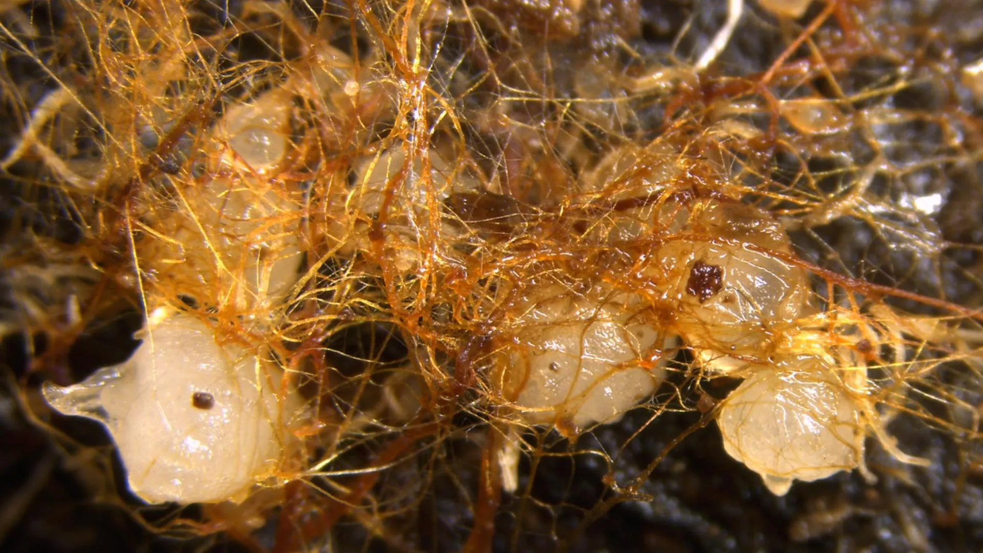 Scientists discover orchids sprouting from decaying wood