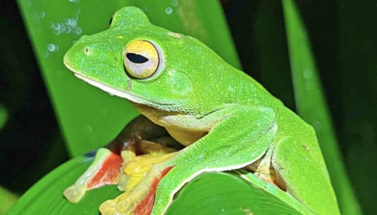 Extinction rates have actually slowed down