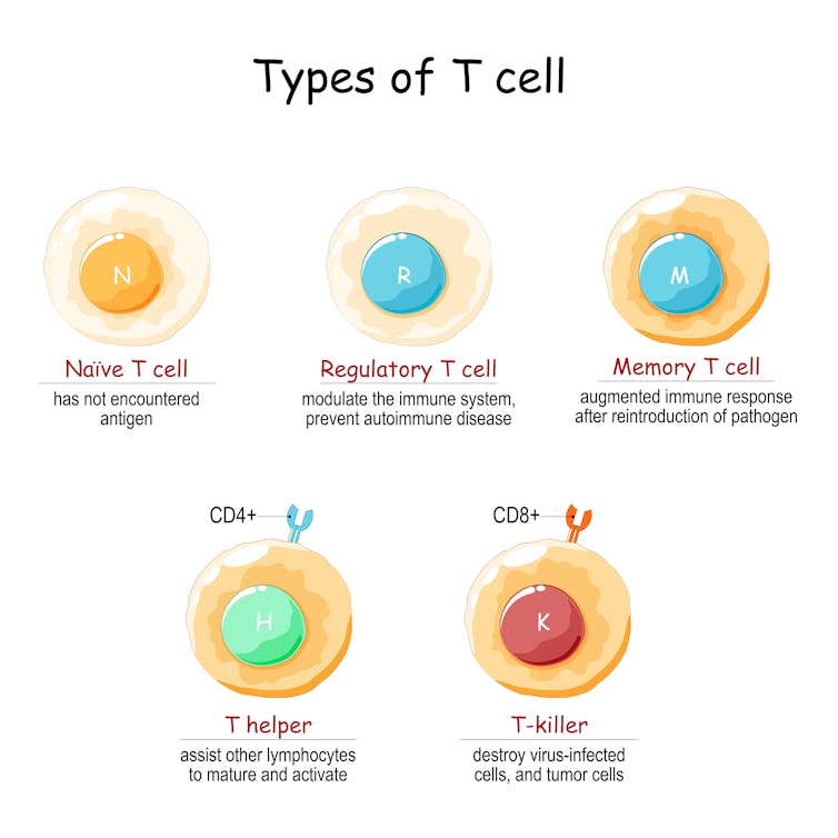 How pollution and the microbiome interact with Tregs, the immune system regulators whose discovery was honored with the Nobel Prize