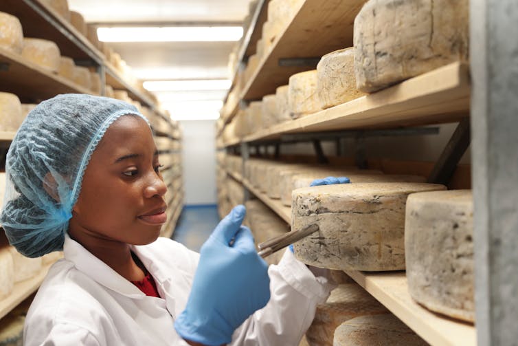 Why you can salvage moldy cheese but never spoiled meat − a toxicologist advises on what to watch out for