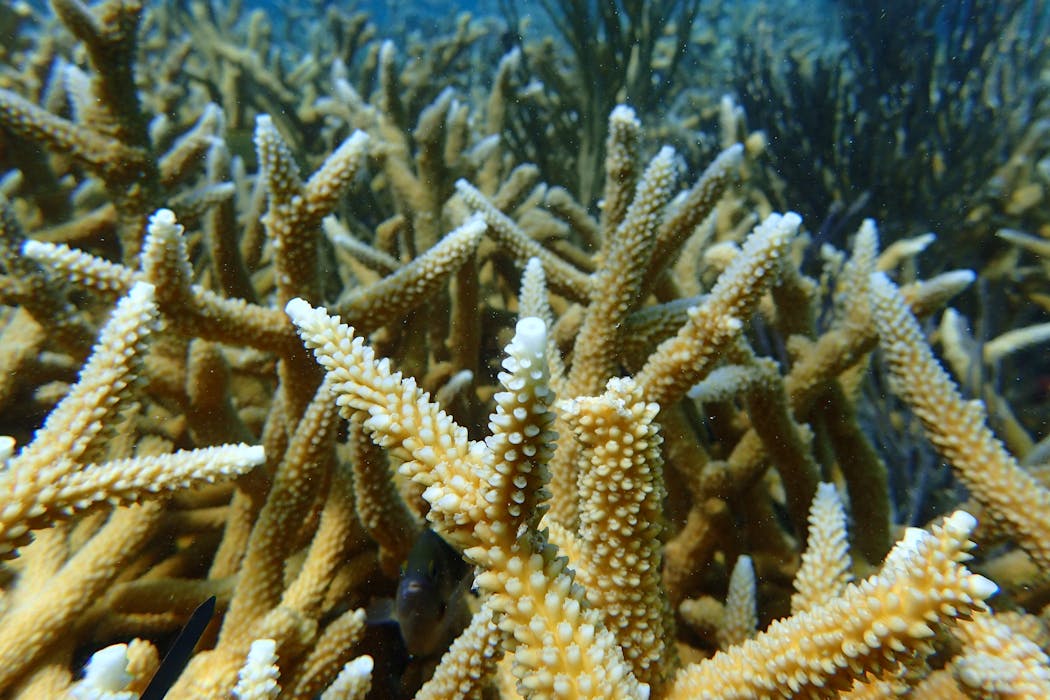 2 iconic coral species are now functionally extinct off Florida, study finds – we witnessed the reef’s bleaching and devastation