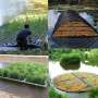 Artificial floating wetlands offer cost-effective, nature-based water treatment