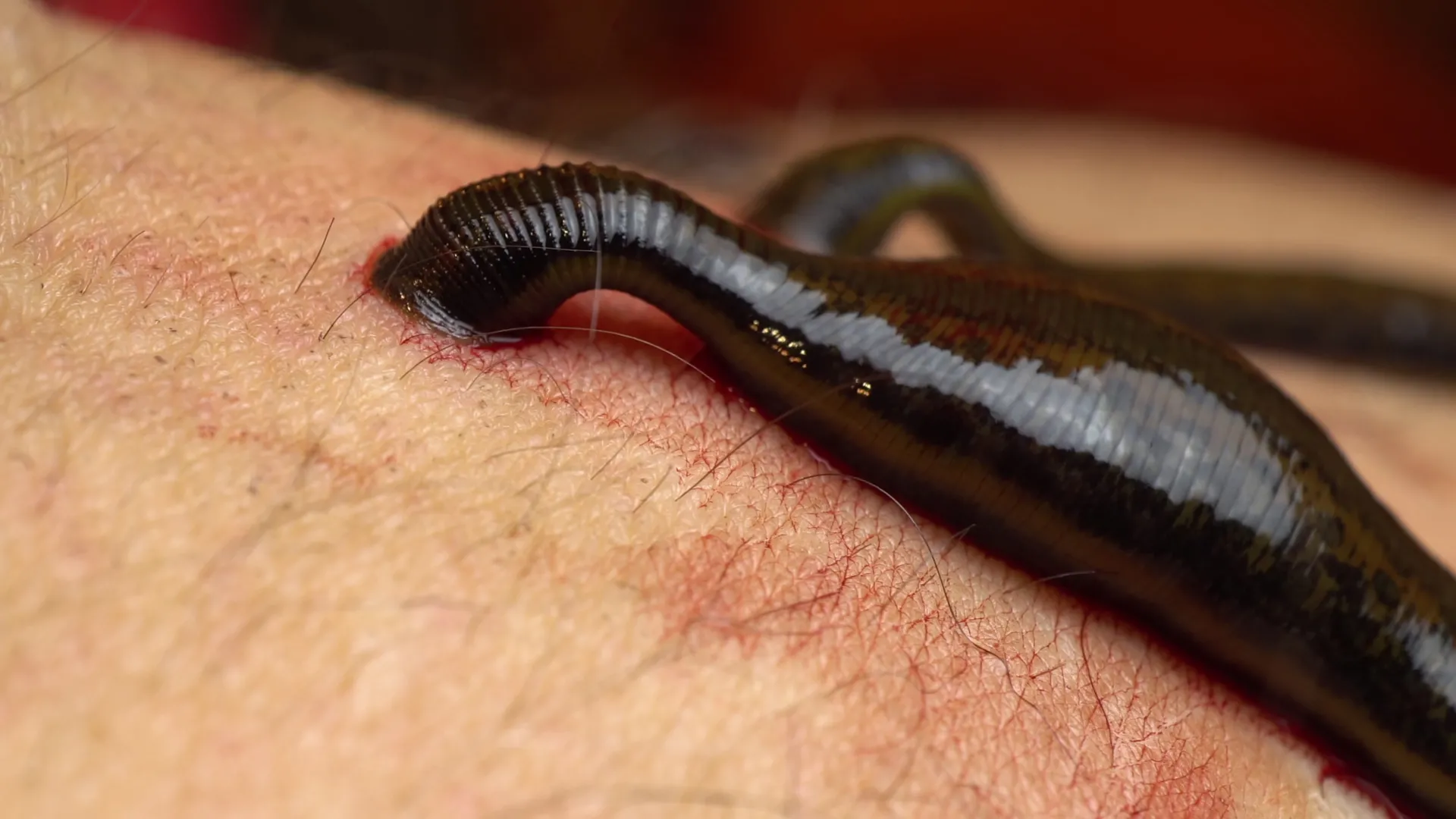 Before they sucked blood, leeches were ocean hunters