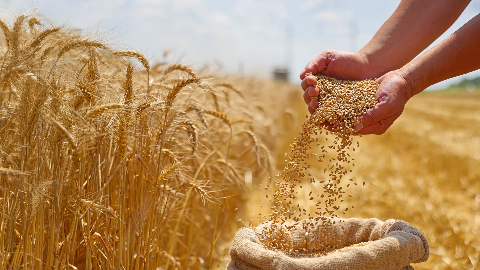 A hidden gene could triple wheat yields