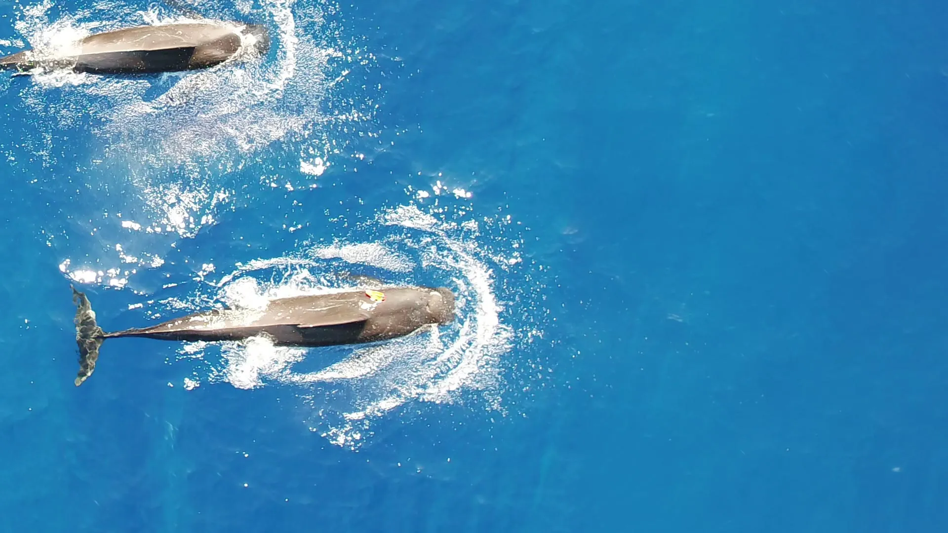 New research uncovers the massive squid diet of Hawaiian pilot whales